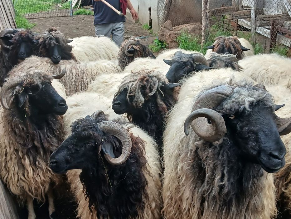 Vand  oi tinere  de ținut