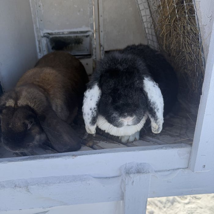 Кролики французский баран