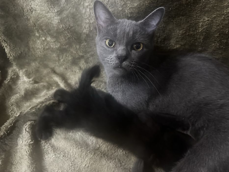 Отдам хорошеньких котят