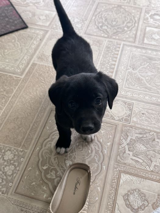 Щенки 1 месяц, девочка и мальчик