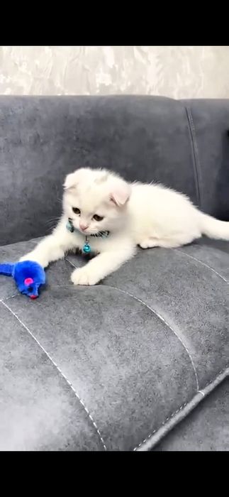 Котенок скотиш фолд девочка