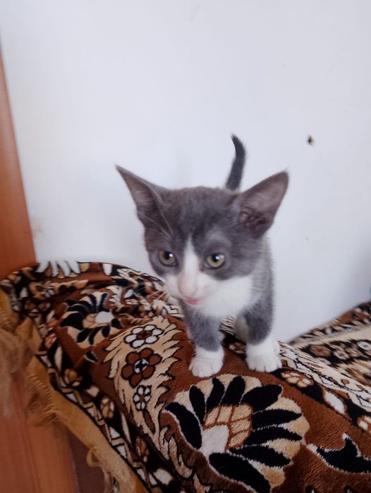 Отдам котят в добрые руки