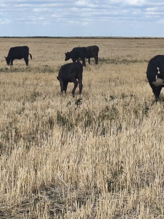 Коровы с телятами и телки 13 мил.