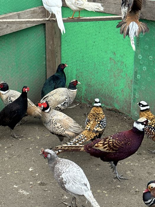 Fazani comuni si tenebros