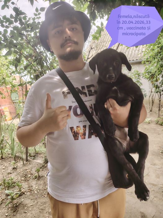 Câini pentru adoptie