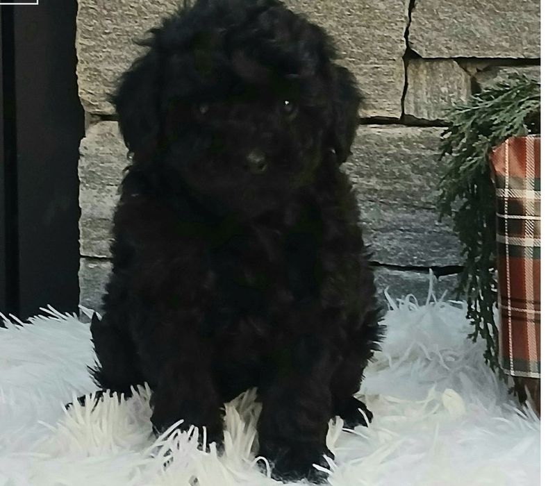 Мини пудел той пудел момиче