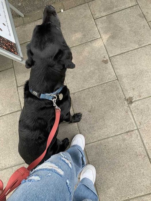 Plimbare câini – serviciu disponibil