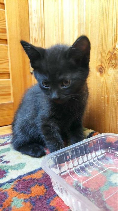 Котята ищут дом.