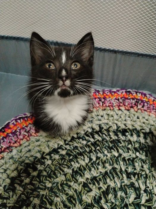 Отдам котят в хорошие добрые руки