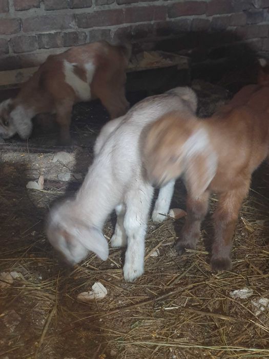 Iezi anglo virsa 2 saptamini