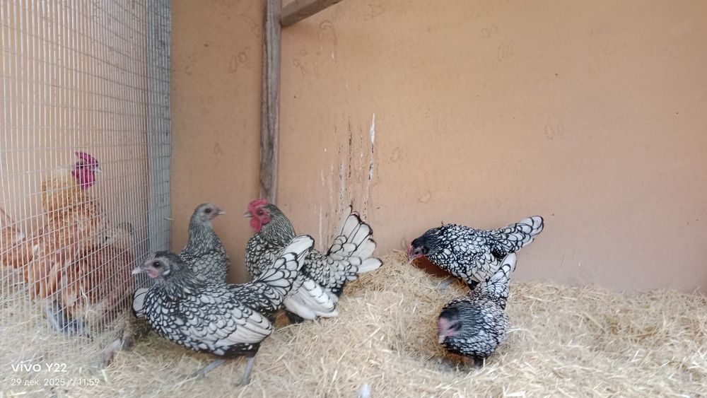 Сибрайт серебро сотилади