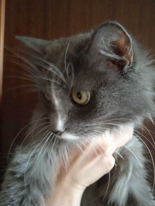 Кошечка -пушистая красавица, 1 годик.