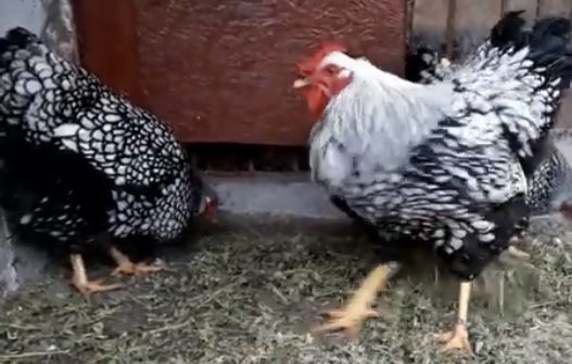 Wiandotte argintiu rasa uriasa 3+1