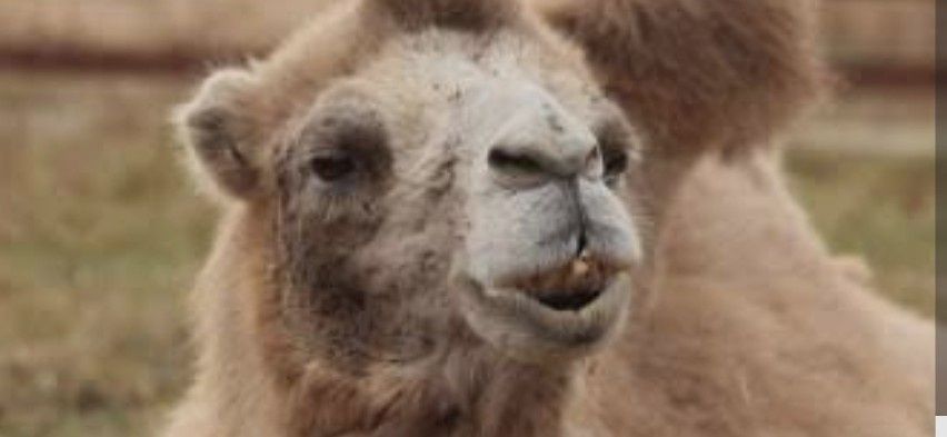 Шұбат үйдікі тап таза Шубат