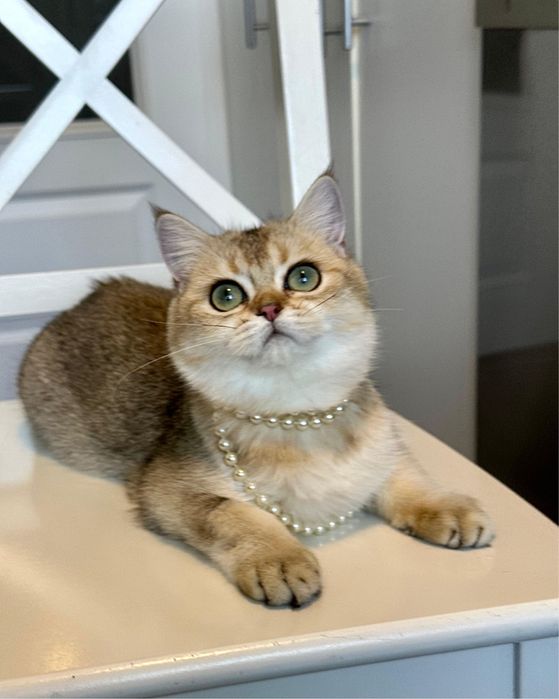 Fetita superba british shorthair golden chinchilla! Pedigree  WCF