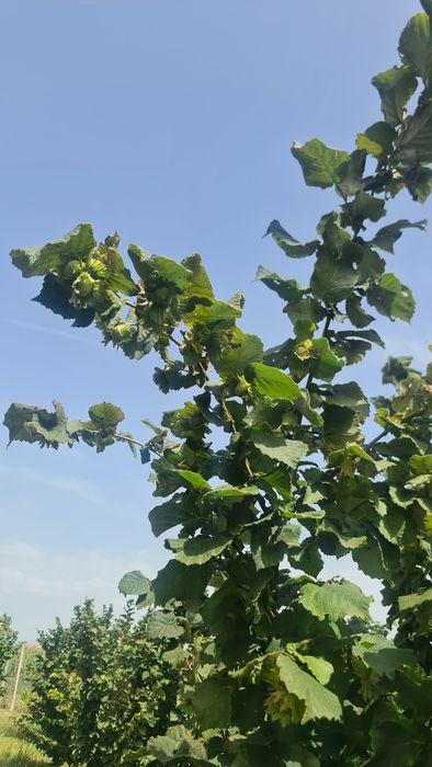 Vând alune de pădure de anul acesta