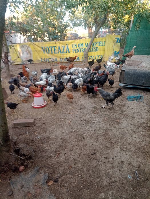 Vind pui găină de casă