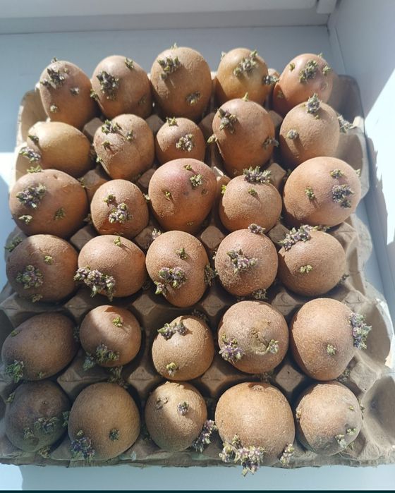 Картофель на посадку