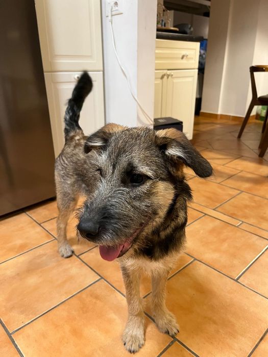 Donez pui femelă cățel