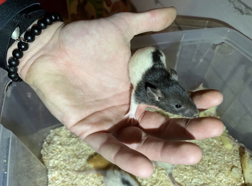 Șobolani dumbo de casă pet