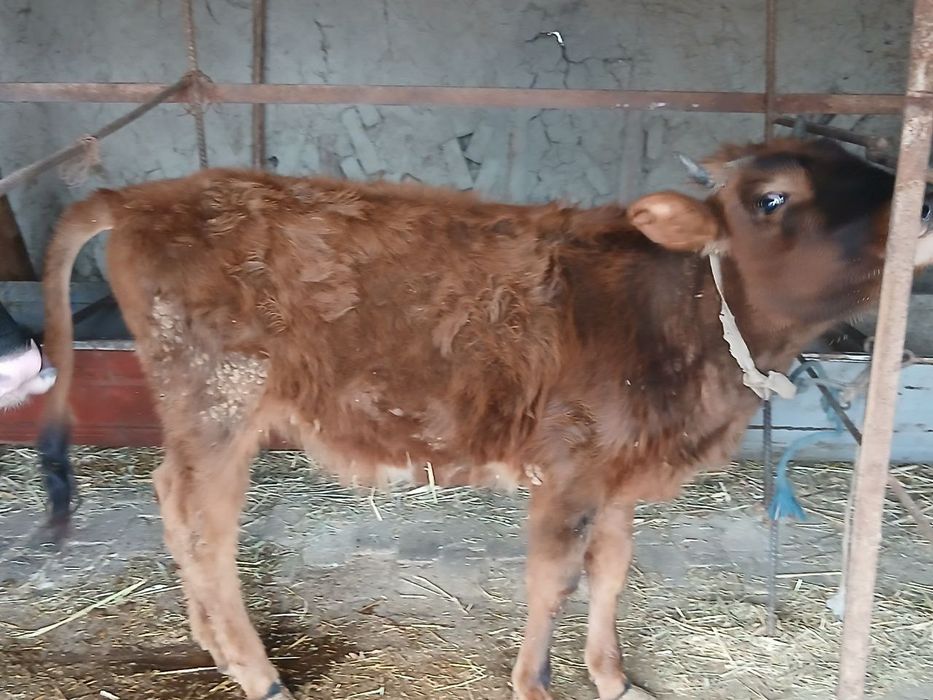 Букка ва гуножин сотилади