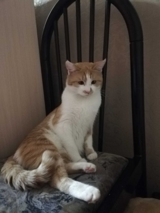 Потерялся кот Рыжик