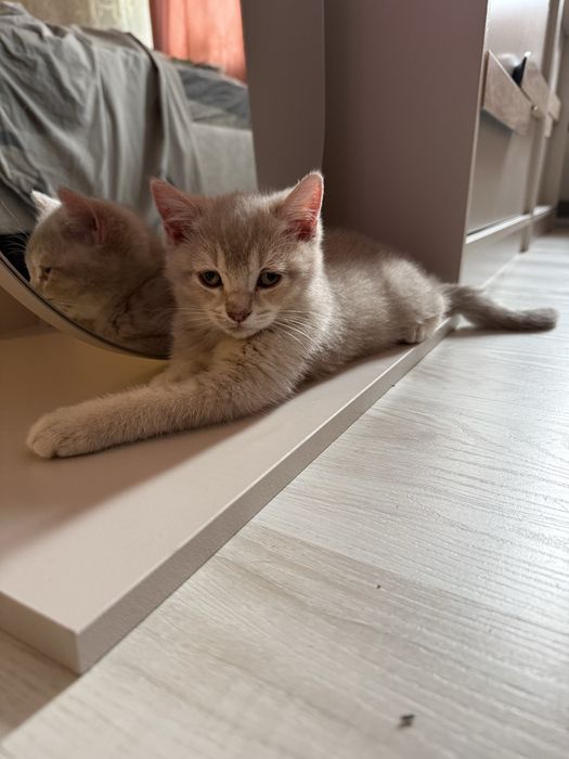 Продается котята