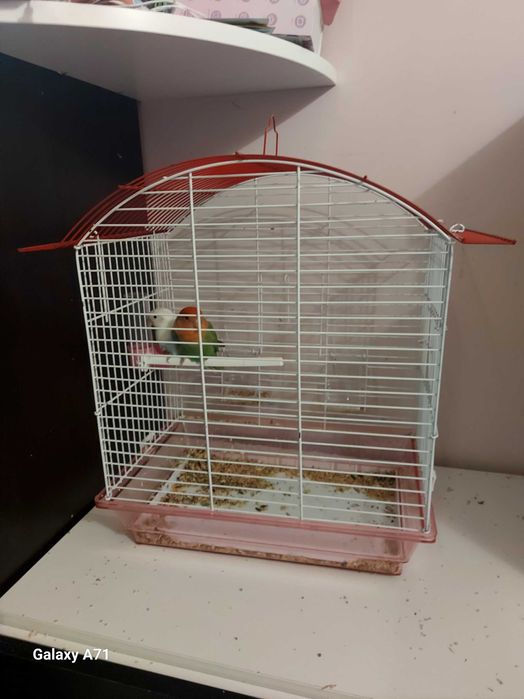 Папагали неразделки,в комплект с клетката.