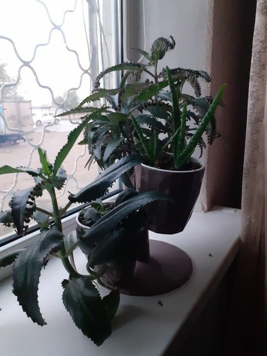 Комнатные цветы.