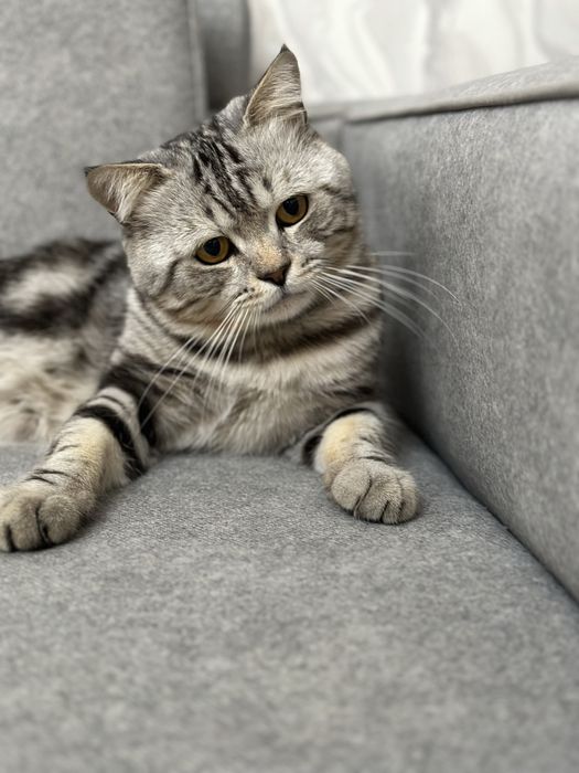 Британский страйт!!