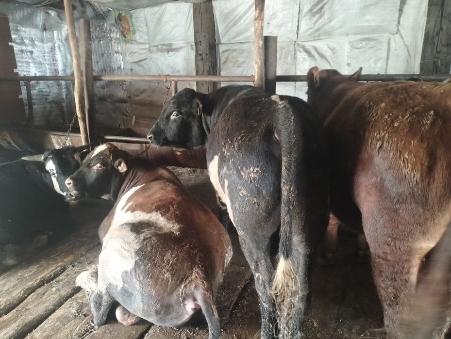 1.5 жасар бұқалар сатылады