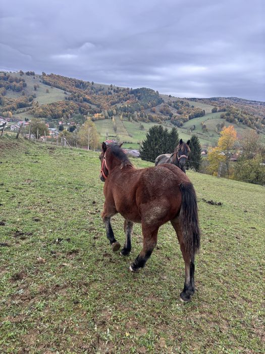 Vand Mânz  de 8 luni