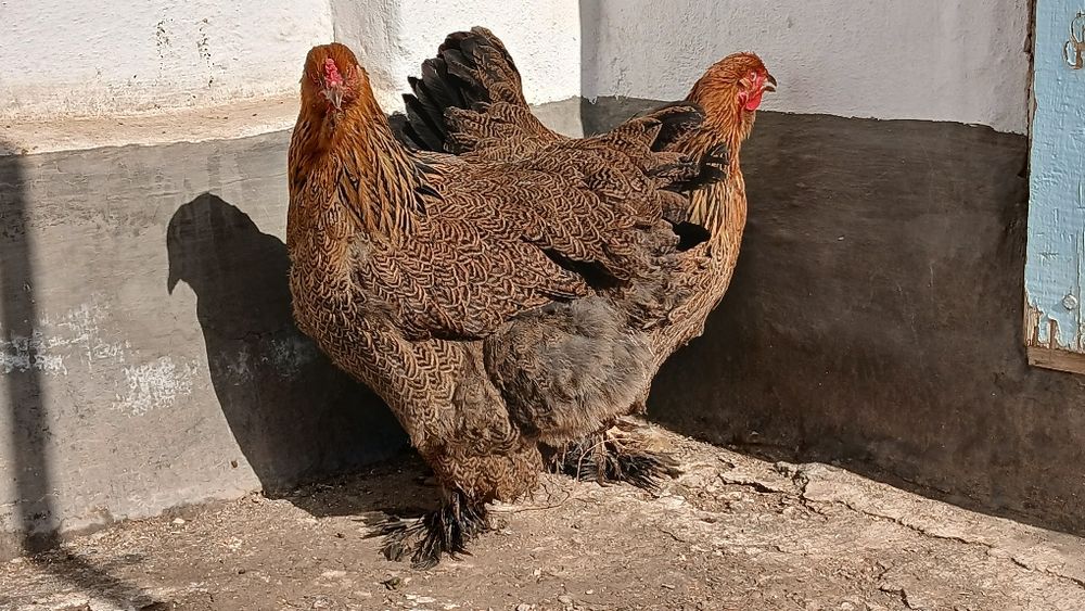 Brama tovuqlar sotiladi