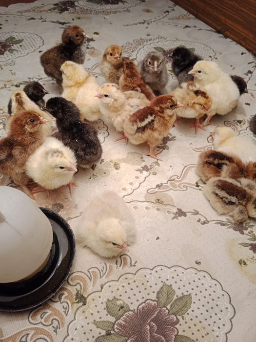 Продам домашних цыплят