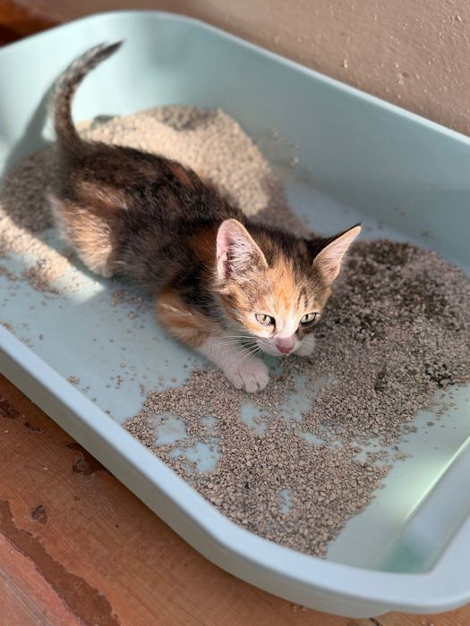 Котята в добрые руки. Ташкент