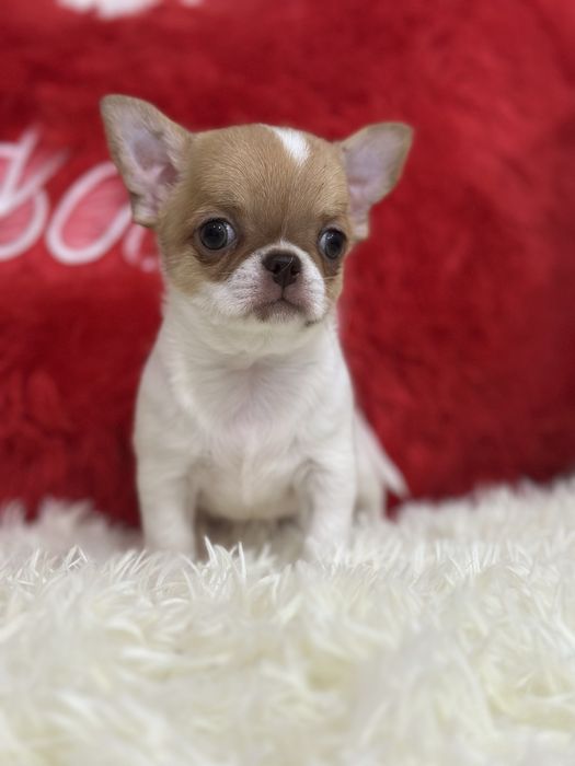 Красотка чихуашечка