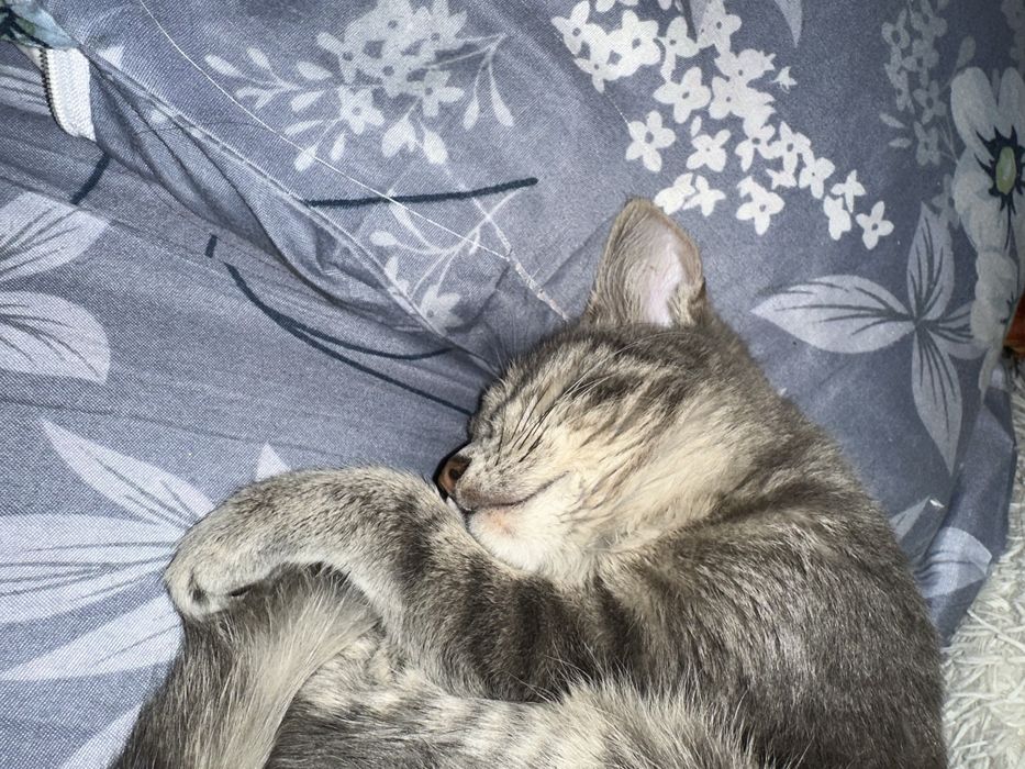 Кошка 6 месячная