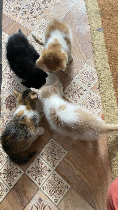 Отдам котят в доброе руки.