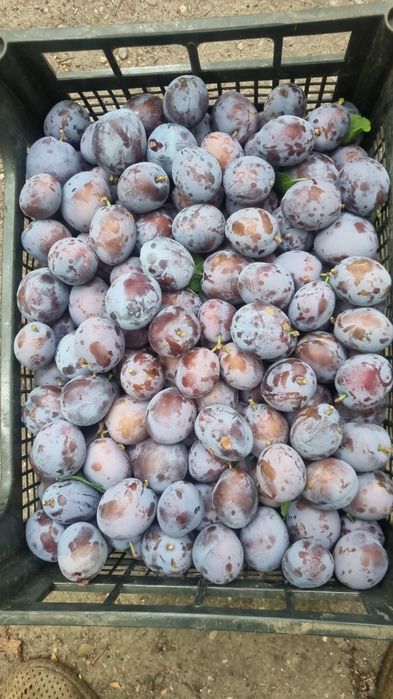 Prune de vanzare