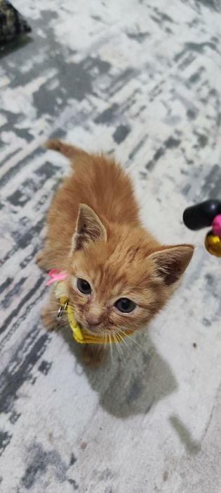 Отдам в добрые руки