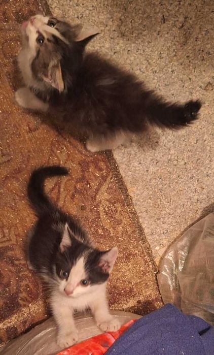 Котята 3 месяца мальчики и девочки