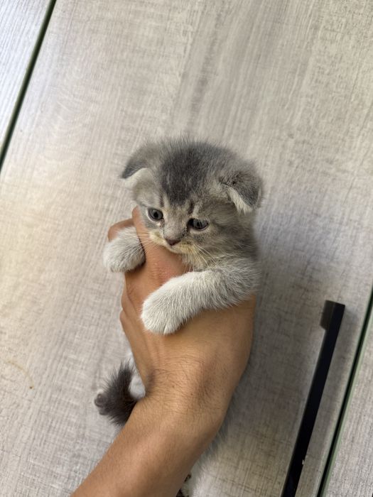 Котенок фолд мальчик девочка есть