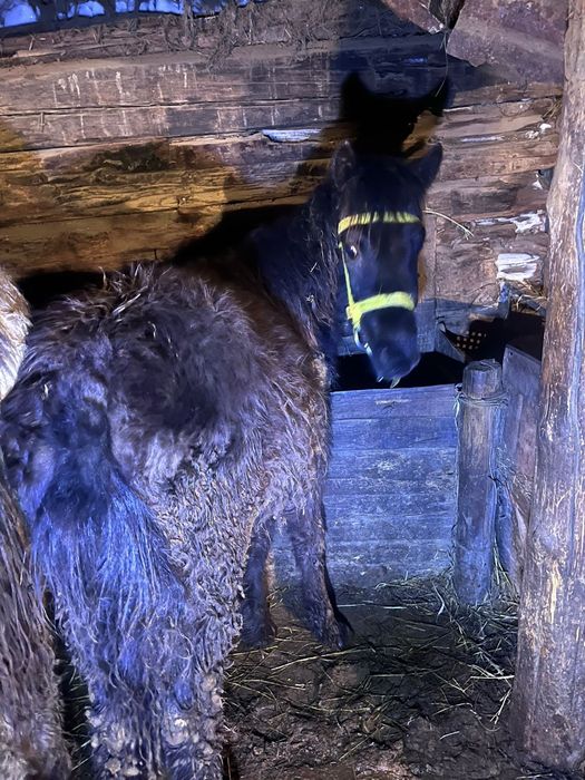 Продам жабагы еркек