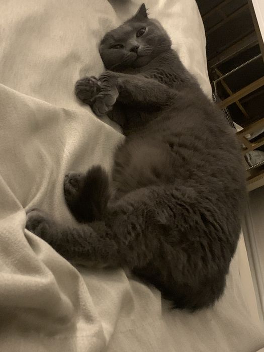 Присмотреть за котом