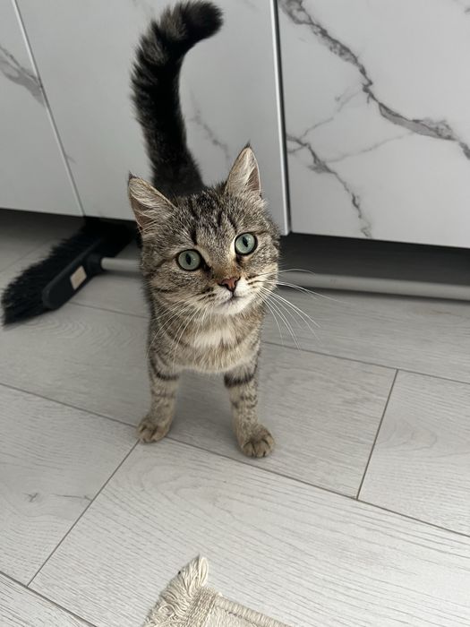 Кошка с девочкам бесплатно дам