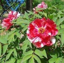 Rizomi ( Bulbi) de Bujor Nobil Sarah Bernard, pt plantat,mari,parfumat