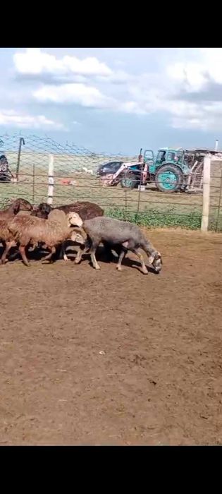 Продам баранов срочно