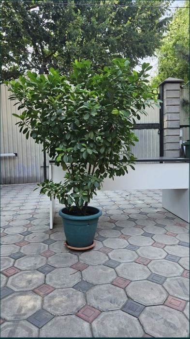 Фикус мокламе комнатные