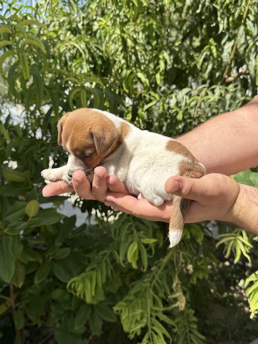 продается Щенок Джек Рассел терьер