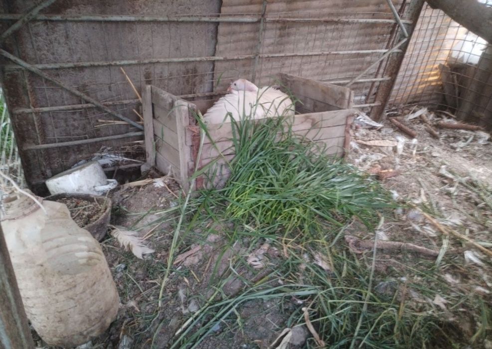 Элит оқ курк индюк сотилади